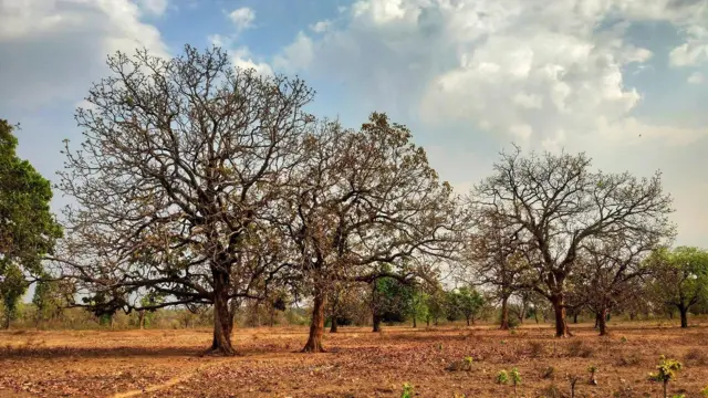 மஹுவா மரம்