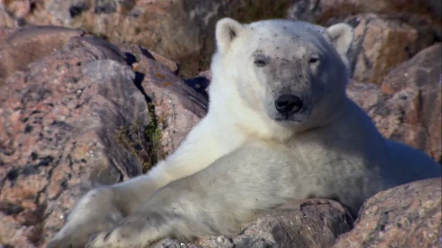 Un oso polar descansa entre las rocas, mirando fijamente a la cámara, con la cara cubierta de moscas.