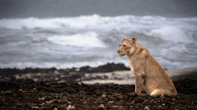Leoa do deserto, no litoral do Oceano Atlântico, na Namíbia.