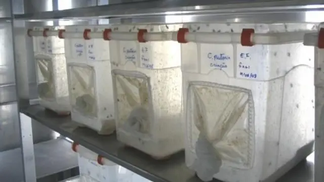 Élevage de mouches par la biologiste Patricia Thyssen, à l'Unicamp