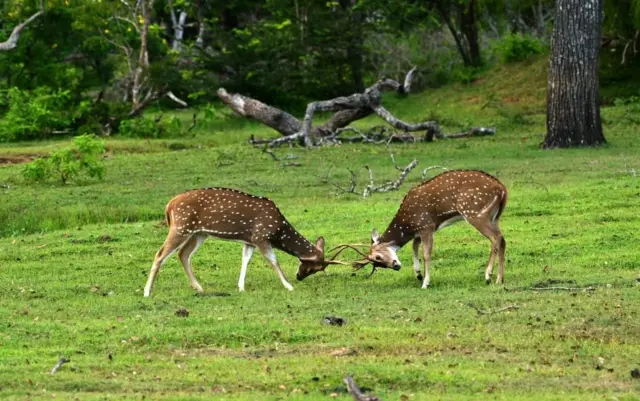 Wasantha Chandrapala