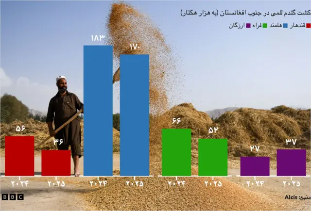 بر اساس گزارش تازه اداره ملی آمار ومعلومات حکومت طالبان، امسال تولید داخلی گندم ۴.۵۴ میلیون متریک تُن بوده، در حالی که این رقم در سال گذشته ۴.۸۳ میلیون متریک تن بود. 