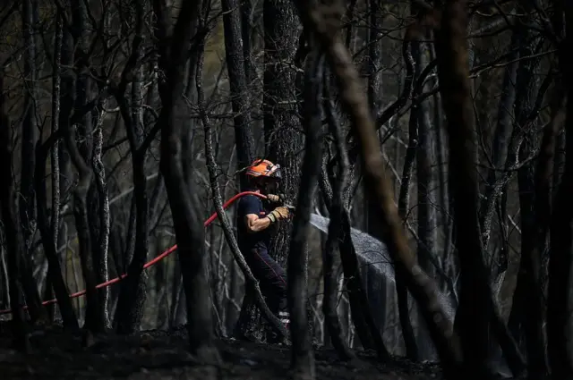 Forests and fields have been scorched
