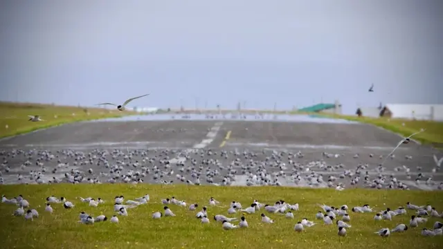 গ্রিমসের এয়ারস্ট্রিপে পাখিদের অবাধ আনাগোনা