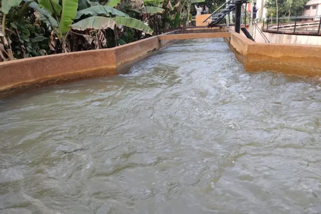 ఏలేరు కాల్వ