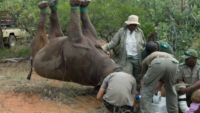 badak, hewan langka, terancam punah, konservasi, Afrika, Namibia