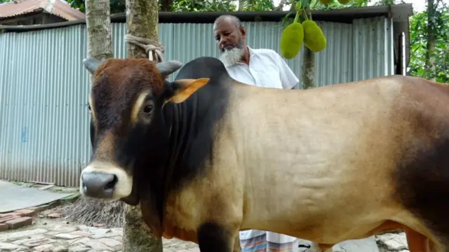 কোরবানি ঈদকে সামনে রেখে প্রতিবছর গরু পালেন মানিকগঞ্জের কৃষক আবু বকর 