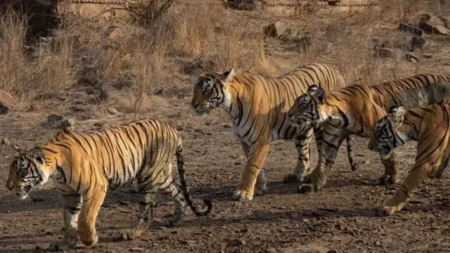 ராஜஸ்தான் ரந்தம்பூர் - புலிகள் காப்பகம் - இந்தியா 