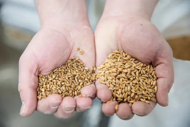 Червона яра пшениця (ліворуч) та свіжа спельта (праворуч)