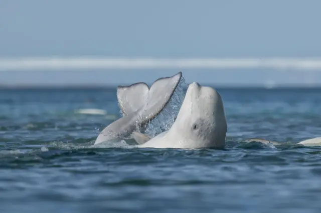 Baleia beluga fazendo esfoliação