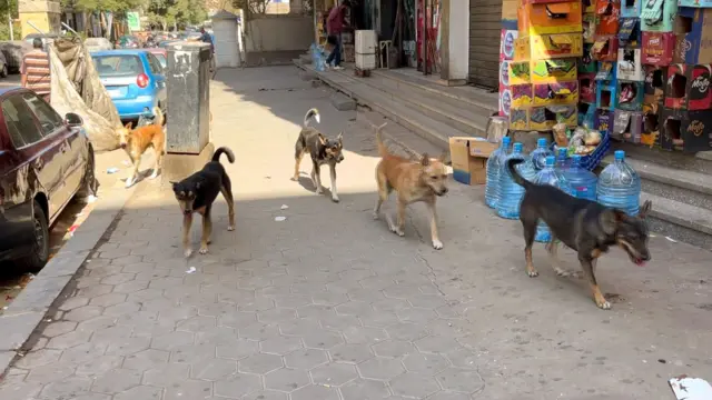 الكلاب الضالة بين الذعر والرحمة... جدل لا ينتهي في شوارع مصر ...