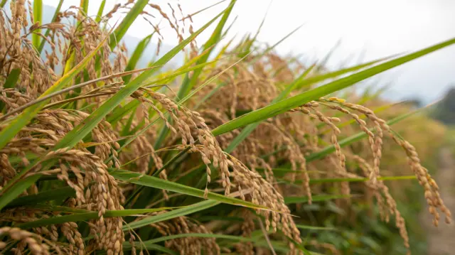 బాస్మతి సాగు