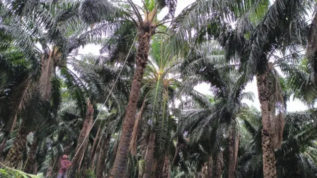 పామాయిల్ తోటలు