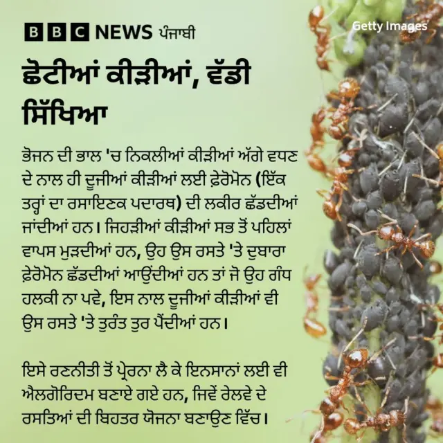 ਕੀੜੀਆਂ ਬਾਰੇ ਜਾਣਕਾਰੀ