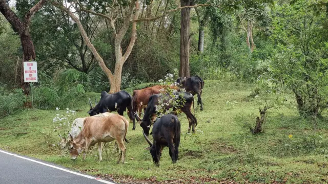 மசினகுடி, வறட்சி, மாடு, எருமை, கால்நடை