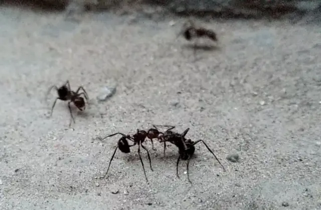 எறும்புகள் தமது ஆன்டனா மூலம் பேசிக்கொள்வது எப்படி? அவற்றின் மொழி என்ன?