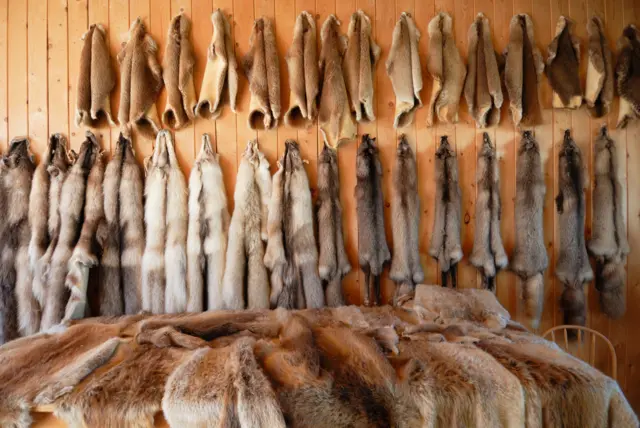 Kürk Pelts, Alberta, Kanada'daki Fort Edmonton Park'ta sergileniyor. Düzinelerce hayvan derisi ahşap bir duvara asılırken, diğerleri önlerindeki bir masaya serilir.