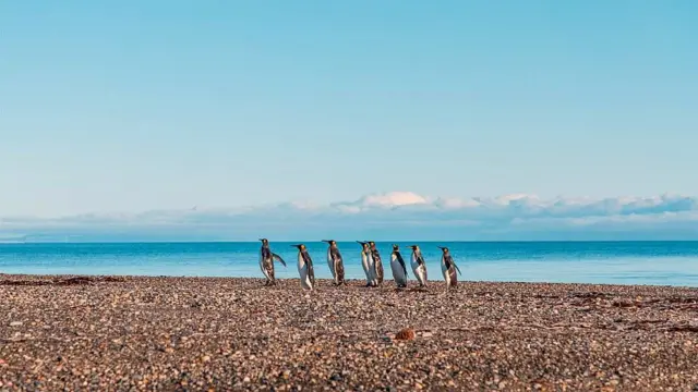 Un grupo de pingüinos rey en la playa de Bahía Inútil