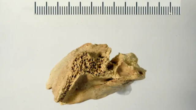 பரிணாம வளர்ச்சியில் நவீன மனிதர்களை தனித்துவமிக்கவர்களாக மாற்றுவது எது?