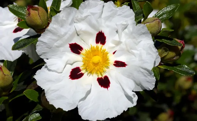 Flor de esteva