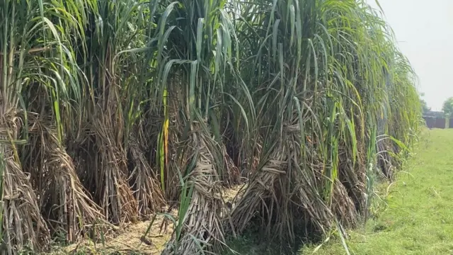 ਗੰਨੇ ਦੇ ਖੇਤ