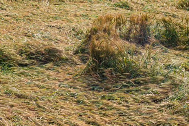 हवामान बदलामुळे शेतीचं नुकसान ही नेहमीची बाब बनली आहे. 