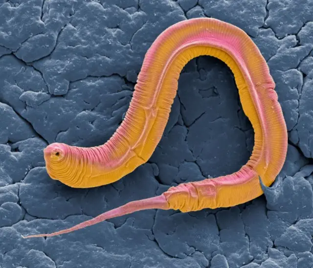 Caenorhabditis elegans , un ver qui vit dans le sol et que l'on trouve dans le monde entier, est l'un des animaux les plus étudiés dans le domaine de la recherche biologique et génétique.