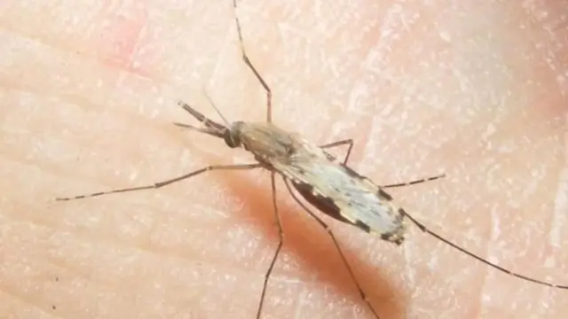 ঢাকায় পাওয়া অ্যানোফিলিস মশা
