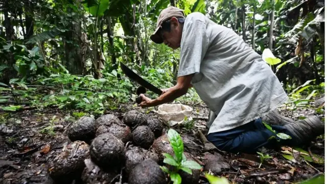 Homem colhendo castanhas-do-pará na floresta