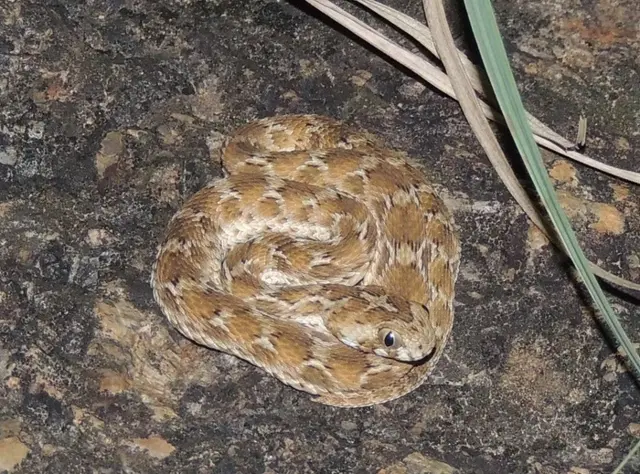 உலக பாம்புகள் தினம்