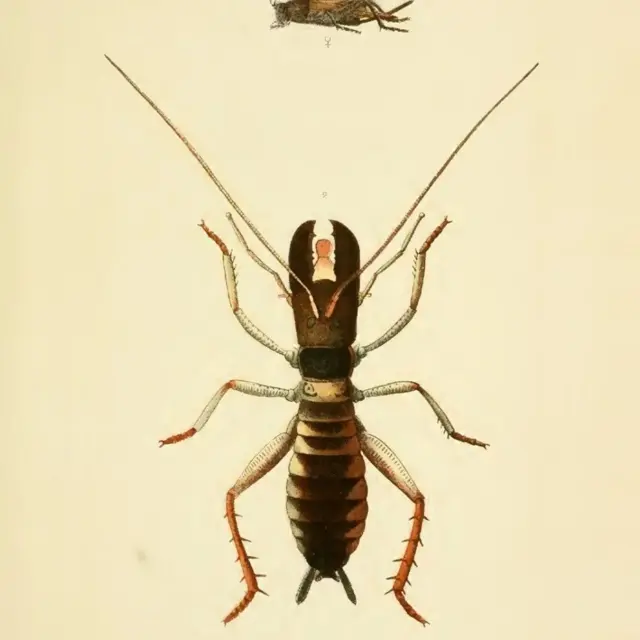 Ilustracija insekta Tree wētā 