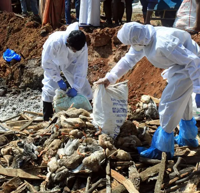 బర్డ్ ఫ్లూ