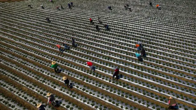 Los trabajadores agrícolas aseguran que no se respetan los derechos laborales de los migrantes indocumentados.