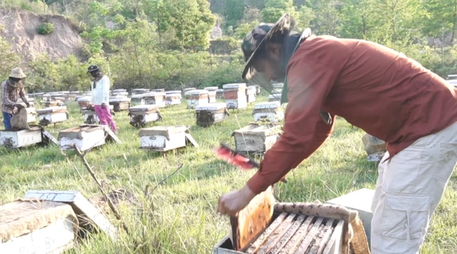 ਮੱਖੀ ਪਾਲਕ ਕਰਮਜੀਤ ਸਿੰਘ ਦੇ ਫਾਰਮ ਦੀ ਤਸਵੀਰ