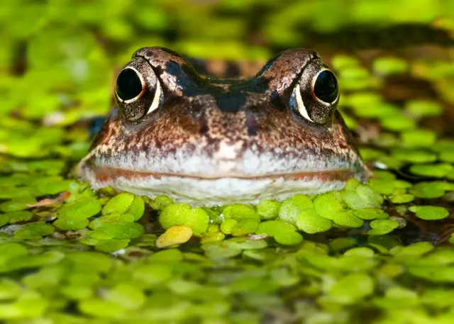 Sapo dentro d'água