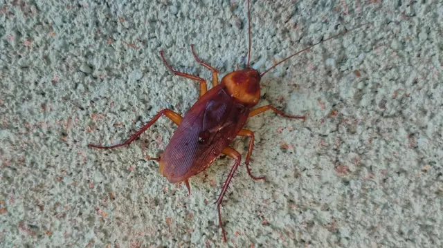 கரப்பான் பூச்சிகளுக்கு அணுகுண்டு வெடிப்பில்கூட ஒன்றும் ஆகாதா? உண்மை என்ன?