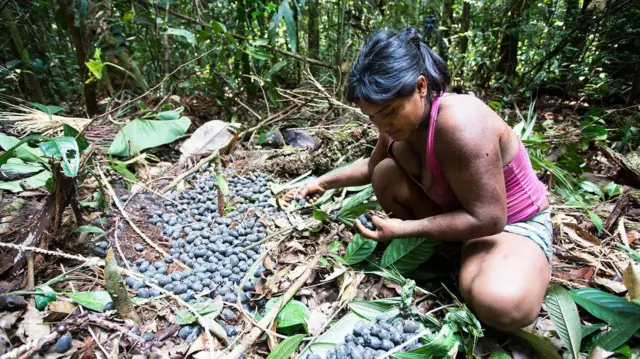 Una mujer en cuclillas recoge los frutos de un árbol 