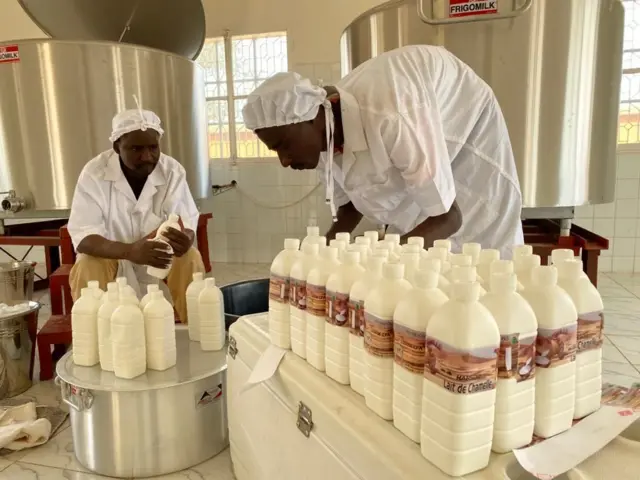 Des techniciens conditionnent les bouteilles de lait de chamelle.