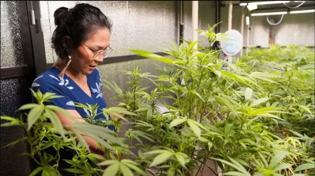 ဆေးခြောက် စီးပွားရေးလုပ်ငန်းကို ကူညီချင်တယ်ဆိုရင် ပိုမိုကောင်းမွန်တဲ့ စည်းမျဉ်းတွေ ထိုင်းနိုင်ငံမှာ ချမှတ်ဖို့ လိုအပ်နေပြီလို့ ကစ်တီချိုပါကာက ပြော