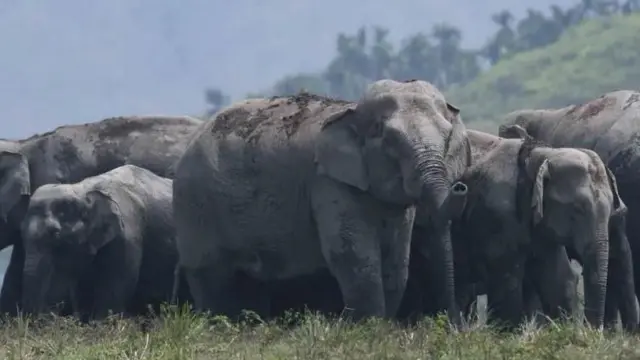 ఏనుగులు 