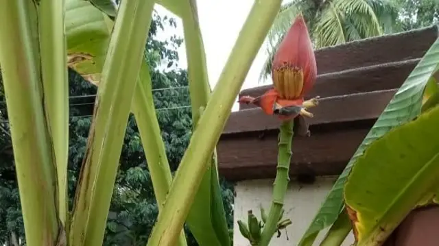 49 வகை வாழைகளை வளர்த்து ஆச்சரியப்படுத்தும் ஓய்வு பெற்ற தலைமை ஆசிரியர்