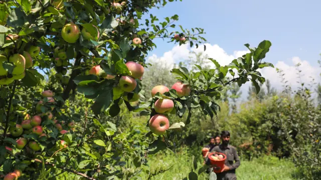 कश्मीरमा स्याउ टिप्ने मौसमी कामदारका रूपमा पनि नेपाली पुग्ने गर्छन् 