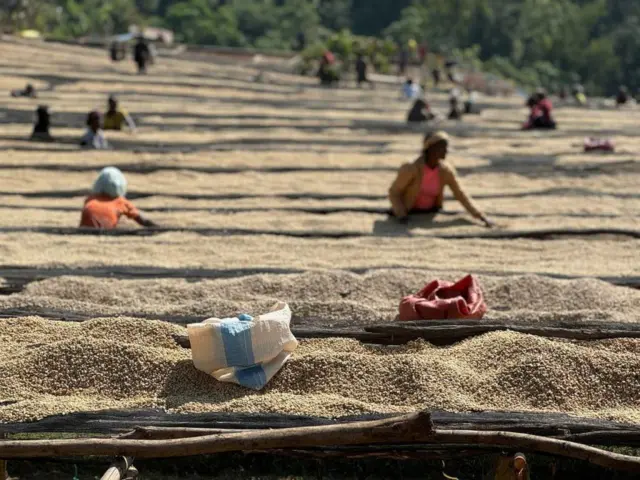 Oomishoota Itoophiyaan alatti erguun galii guddaa itti argattu keessaa ijoon buna dheedhiidha