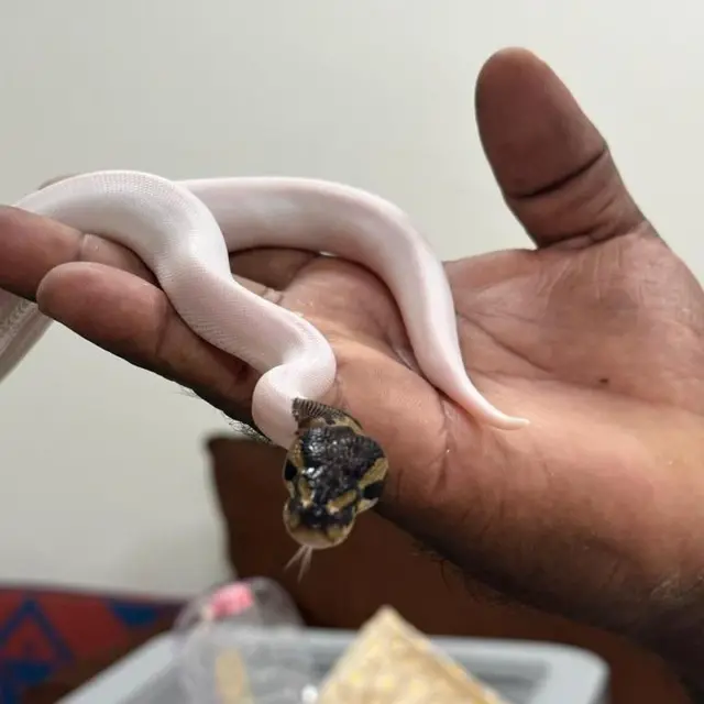 டிடிஎஃப் வாசன், Ball Python, மலைப்பாம்பு