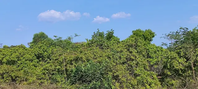 சிதம்பரம் 