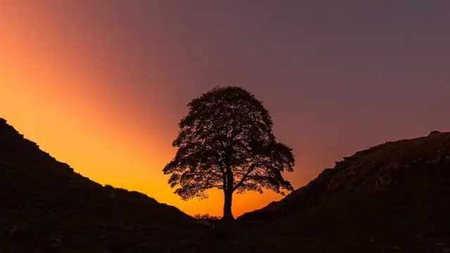 Hoton bishiyar a lokacin da faɗuwar rana