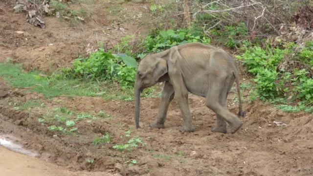 උඩවලව රක්ෂිතයේ පවතින ආහාර අලින්ට ප්‍රමාණත්මක නොවීම හා ගුණාත්මක නොවීම යන සාධක මත අලි පැටවුන් මන්ද පෝෂණ තත්ත්වයට පත් වී ඇති බව උඩවලව අලි පර්යේෂණ ව්‍යපෘතිය අනාවරණය කළේය.