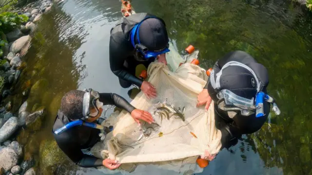 Para ahli biologi menangkap ikan salmon Coho muda, ikan salmon Chinook muda, dan ikan trout steelhead muda di Wooley Creek, sebuah anak sungai dari Sungai Salmon, yang merupakan salah satu anak sungai terbesar dari Sungai Klamath, pada tanggal 15 Agustus 2024 di Somes Bar, California.