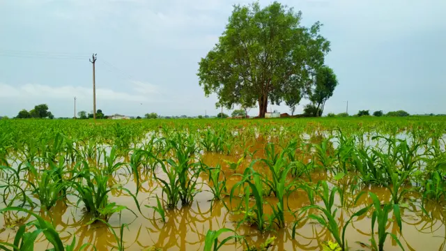 ગુજરાત હવામાન આગાહી