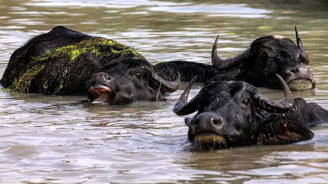 تالاب هورالعظیم